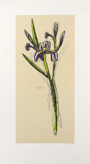 Lithograph by David Bates depicting an iris with green and yellow-green stem with indigo and white petals against a warm cream background. The flower sits at a diagonal from lower right to upper left.